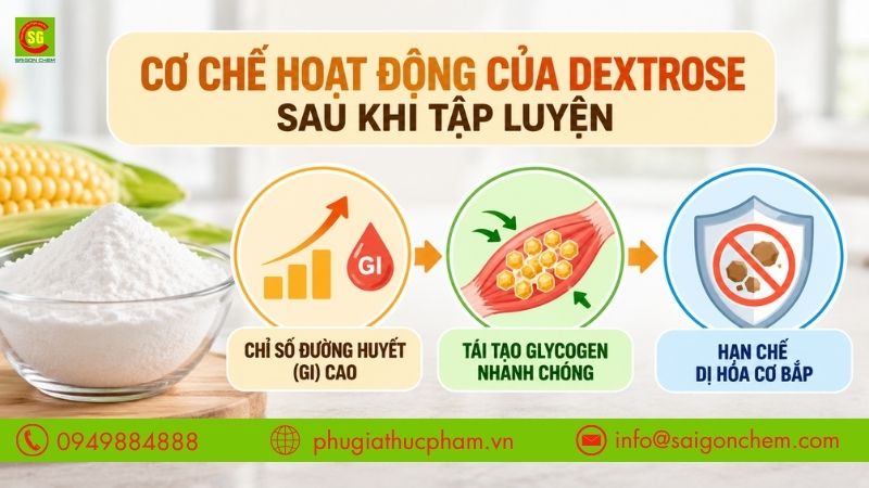 Cơ chế Dextrose tăng glucose và hỗ trợ tái tạo glycogen cơ bắp sau khi tập luyện