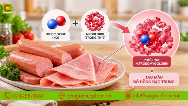 Xúc xích và giăm bông có màu đỏ hồng đặc trưng nhờ phản ứng giữa nitric oxide và sắc tố myoglobin trong thịt