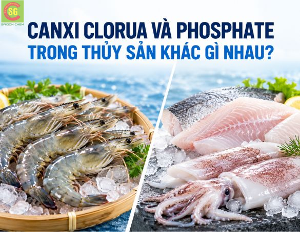 Canxi Clorua Và Phosphate (STPP) Trong Thủy Sản: Khác Gì?